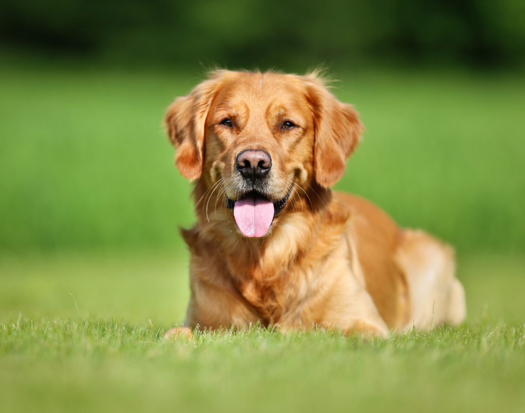 A dog lying in the grass