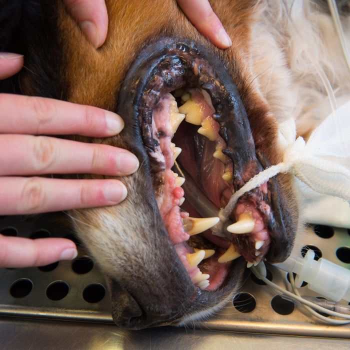 a dog with a dental care