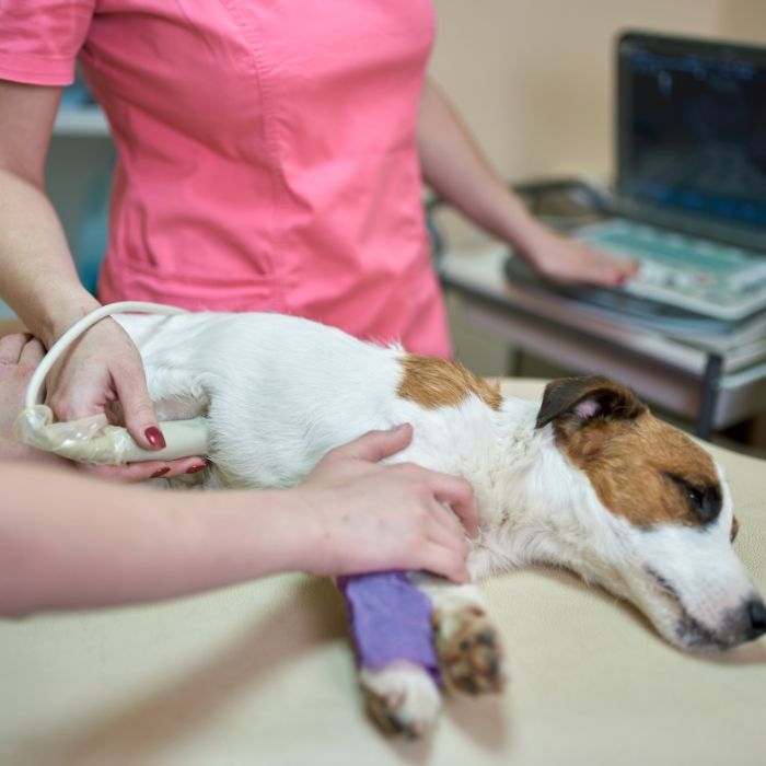 a dog lying on a table with a person holding a tube