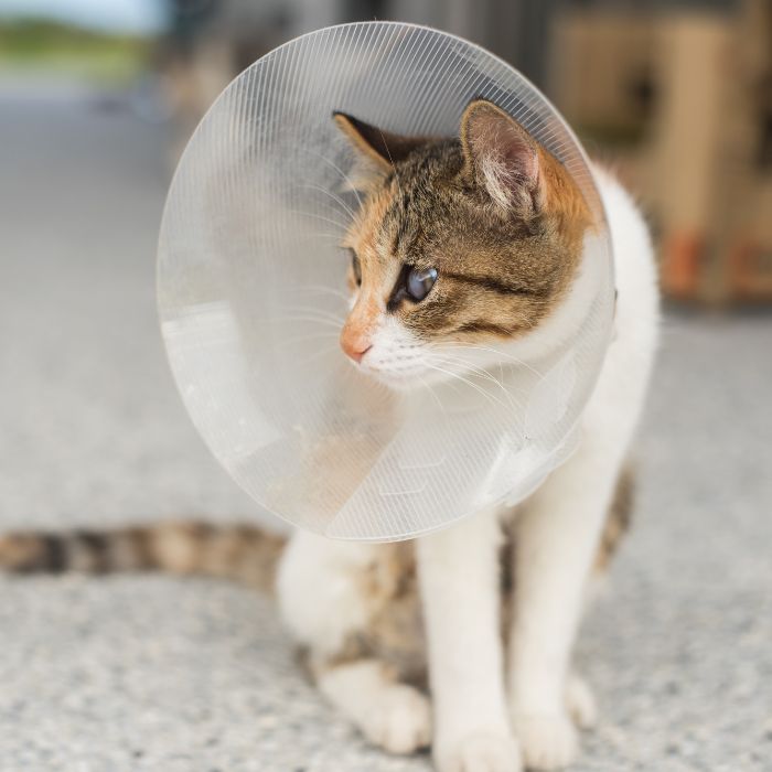 a cat with a cone around its neck