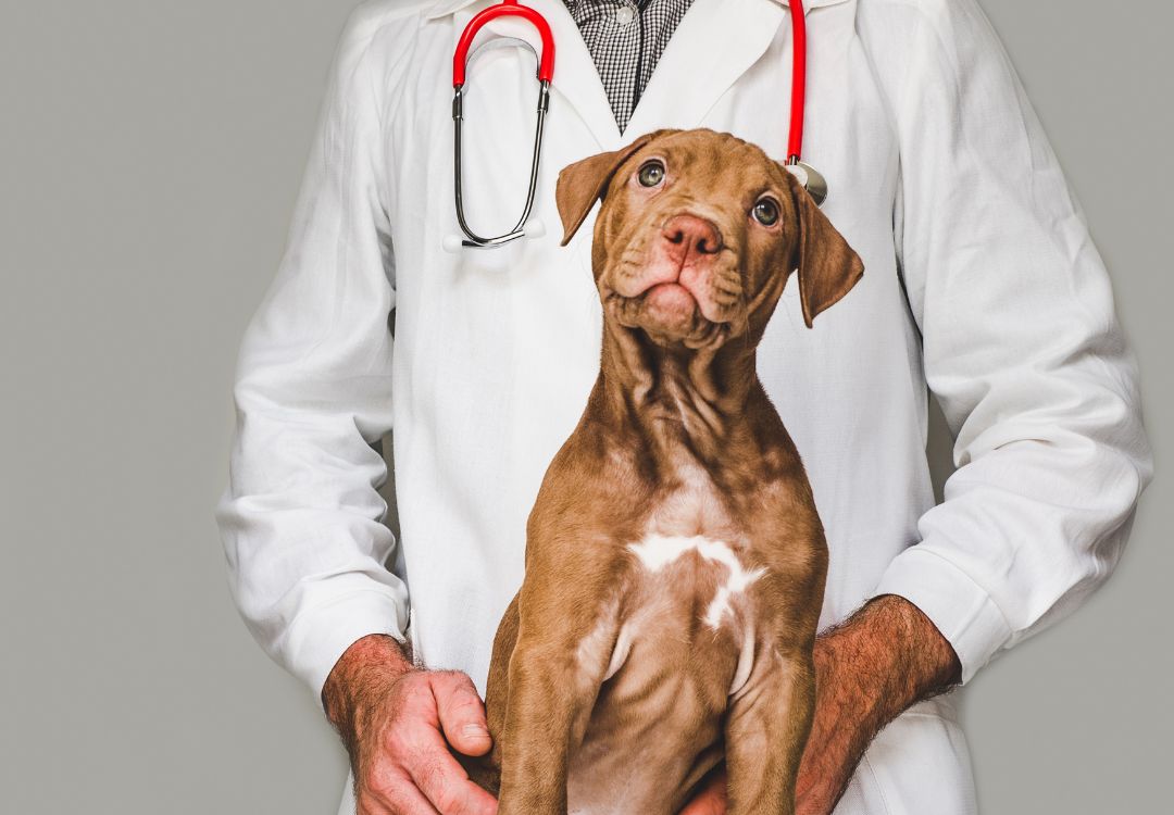 Veterinary Jobs Near Me