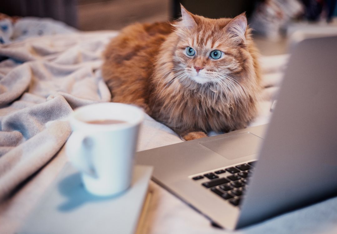 a cat lying on a bed next to a laptop