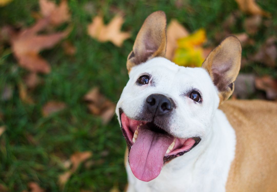 a dog with its tongue out