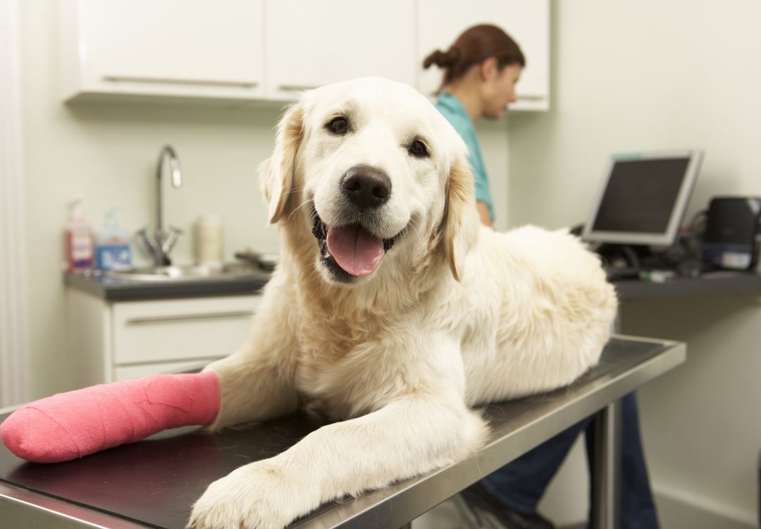 a dog with a cast on its leg