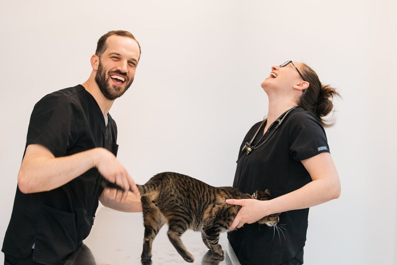 Jefferson City, MO Veterinary Jobs Jefferson City Animal Hospital