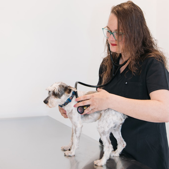 a person's hands petting a dog